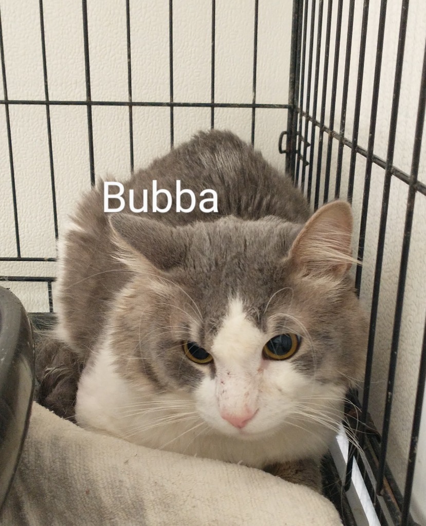 Bubba