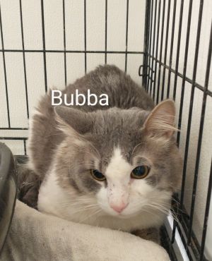 Bubba, Adult Male Domestic Short Hair