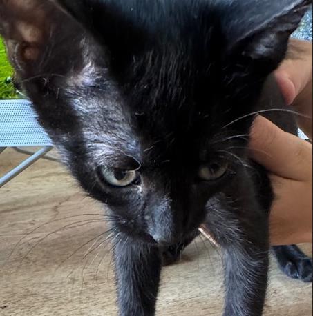 MR BLACK