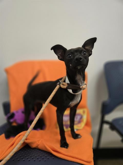 PACO