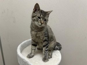 XBOX, Young Male Domestic Short Hair