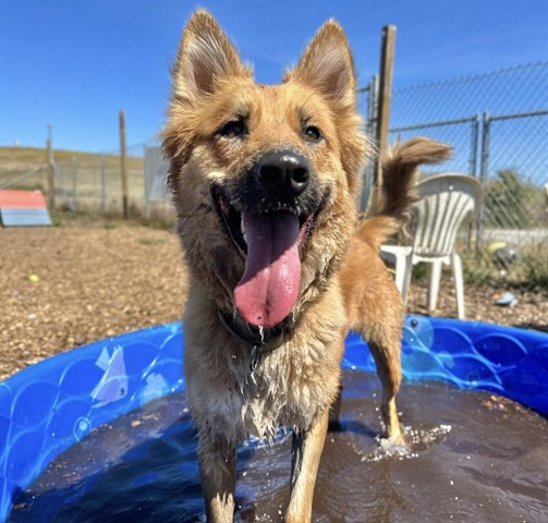 SUMMER, an adoptable German Shepherd Dog, Mixed Breed in McKinleyville, CA, 95519 | Photo Image 1