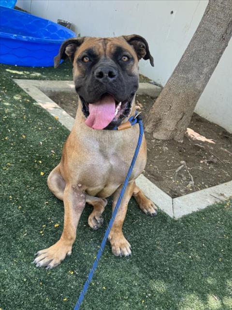 DIOR, an adoptable Boerboel in Chatsworth, CA, 91311 | Photo Image 1