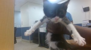 TITA, Baby Female Domestic Short Hair