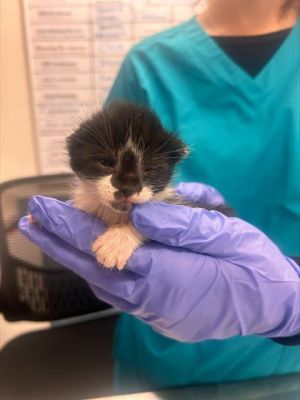CHIP, Baby Male Domestic Short Hair