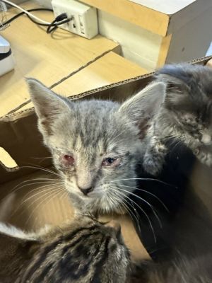 PHIL, Baby Female Domestic Short Hair