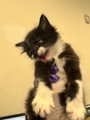 ESTRELLITA Domestic Short Hair Cat