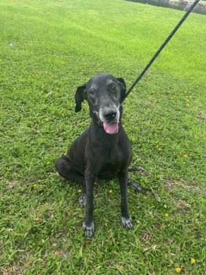 Hi Im Dana A2701421 Im a happy social pup with a wiggly body and a heart full of love I