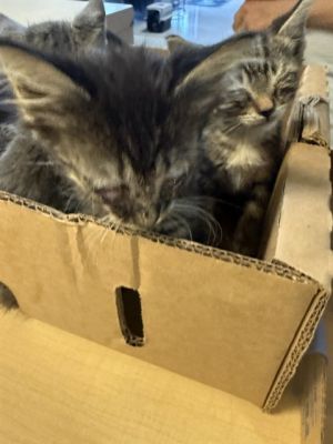 POET, Baby Female Domestic Short Hair
