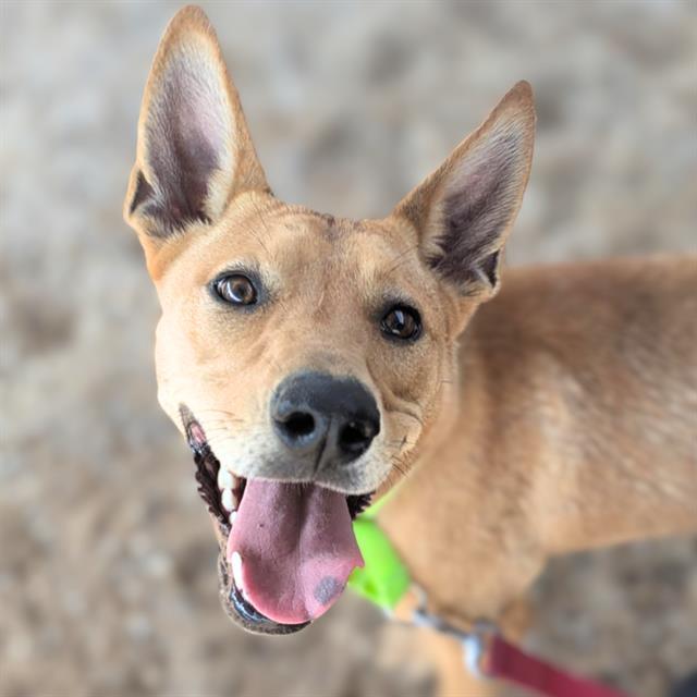 DARLA