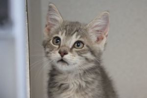MARCUS, Baby Male Domestic Short Hair