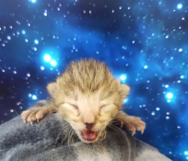 TINY