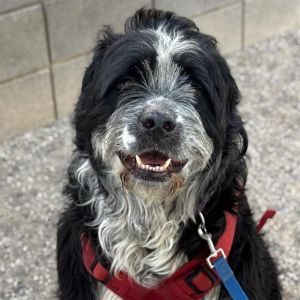 PEPPER