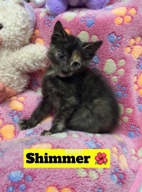 SHIMMER*