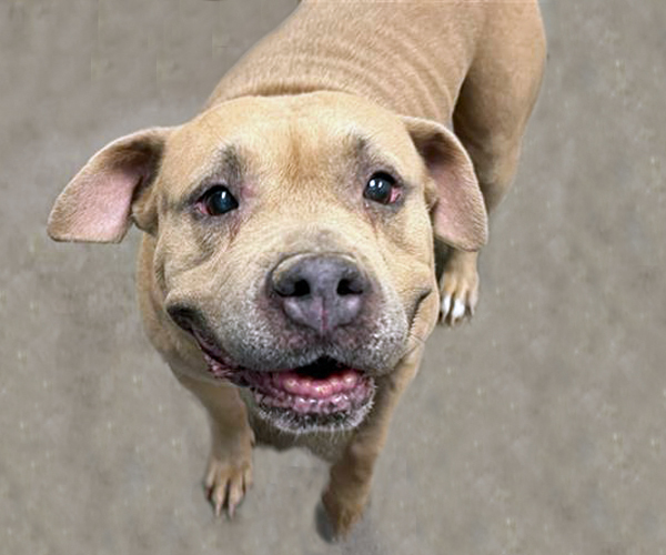 BACARDI, an adoptable Bullmastiff, Pit Bull Terrier in Tucson, AZ, 85745 | Photo Image 1