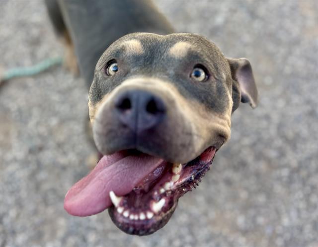 ENVY, an adoptable Bullmastiff, Pit Bull Terrier in Tucson, AZ, 85745 | Photo Image 1