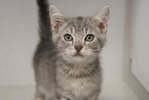 MAX, Baby Male Domestic Short Hair