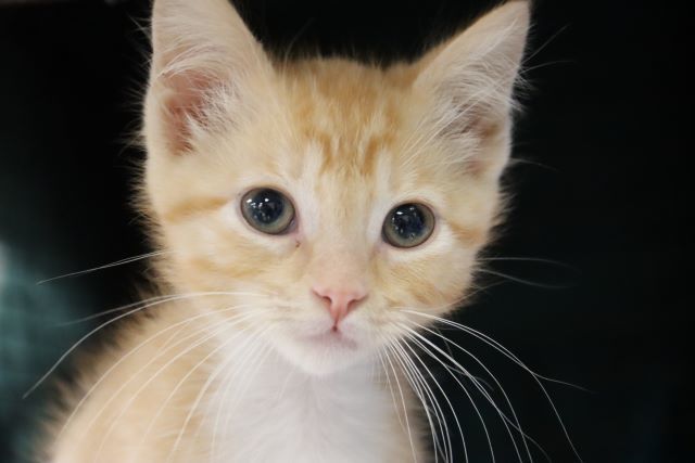 SHERBERT