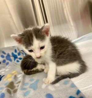 TOSH, Baby Male Domestic Short Hair