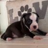 Buttercup-Brown Collar photo 1