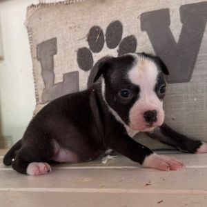Buttercup-Brown Collar, Baby Female unknown