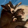 Buttercup-Brown Collar photo 2