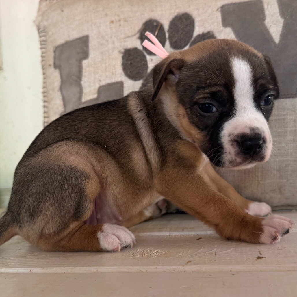 Jessie-Light Pink Collar