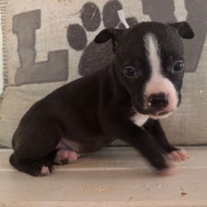BoPeep-Light Grey Collar, Baby Female unknown