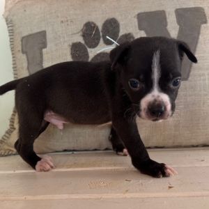 T-Rex-Light Blue Collar, Baby Male unknown