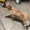 Ruger photo 3