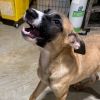 Ruger photo 4