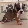 Woody-Dark Blue Collar photo 1