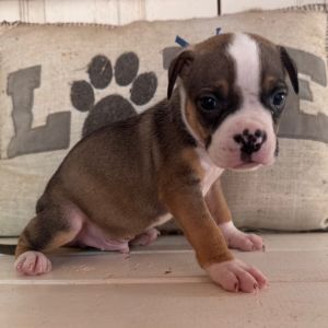 Woody-Dark Blue Collar, Baby Male unknown