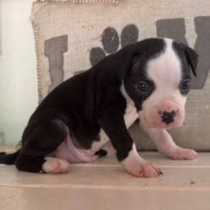Buzz-Dark Green Collar, Baby Male unknown