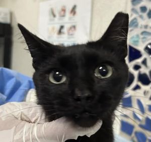 TRACY, Young Female Domestic Short Hair