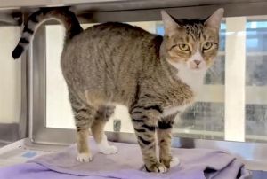 CAMILLA, Young Female Domestic Short Hair