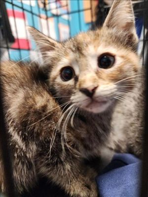 A638278, Baby Female Domestic Short Hair