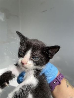 A639210, Baby Male Domestic Short Hair