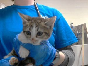 OLIVE, Baby Female Domestic Short Hair