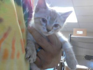 A421409, Baby Male Domestic Short Hair