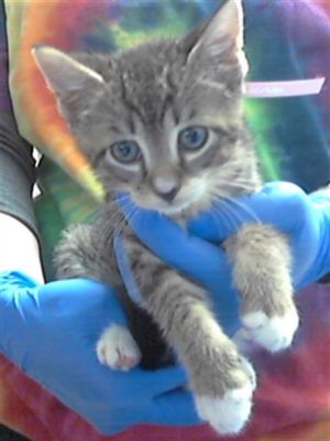 A421133, Baby Male Domestic Short Hair
