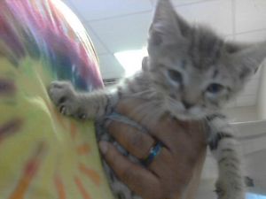 A421406, Baby Male Domestic Short Hair
