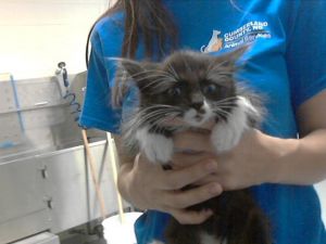 GARLIC AIOLI, Baby Male Domestic Medium Hair