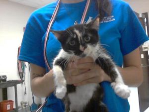 MOLLY JEAN, Baby Female Domestic Short Hair