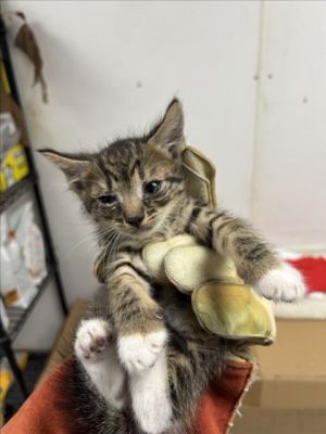 DEE, Baby Male Domestic Short Hair