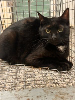 COCO, Young Female Domestic Short Hair