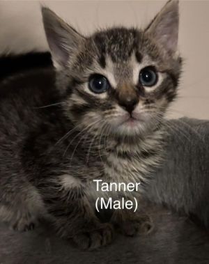 Tanner, Baby Male unknown