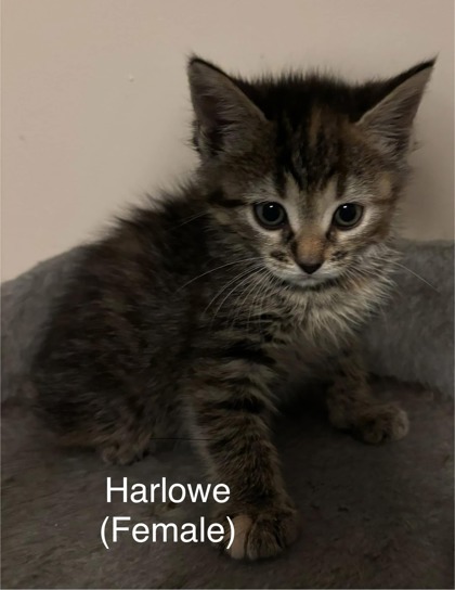 Harlowe