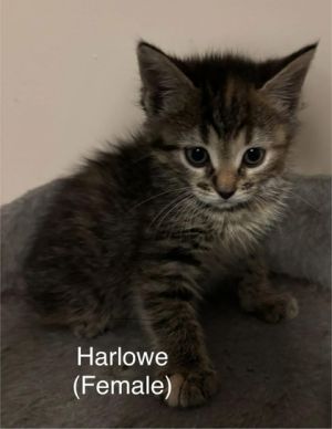 Harlowe, Baby Female unknown