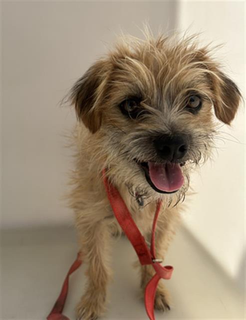 NEIL- IN FOSTER
